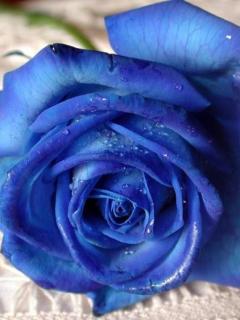 Pоза синяяа